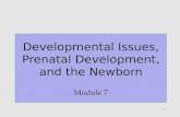 Developmental Issues, Prenatal Development, and the Newborn Module 7
