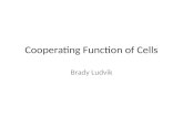 Cooperating Function of Cells