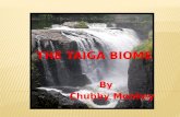 The Taiga Biome
