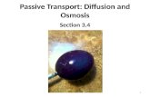 Passive Transport: Diffusion and Osmosis