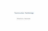 Testicular Pathology