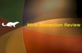 Mink Dissection Review