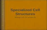 Specialized Cell Structures