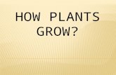 HOW PLANTS GROW?