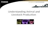 Understanding Animal and Livestock Production