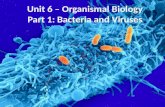 Unit 6 – Organismal Biology Part 1: Bacteria and Viruses