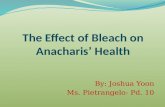 The Effect of Bleach on Anacharis’ Health