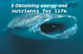 5 Obtaining energy and nutrients for life