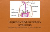 Digestive&Excretory systems