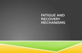 Fatigue and recovery mechanisms