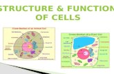 Structure & Function  of Cells