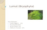 Lumut  ( Bryophyta )