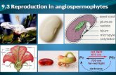 9.3 Reproduction in angiospermophytes