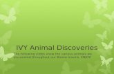 IVY Animal Discoveries