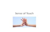 Sense  of  Touch