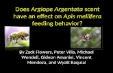 Does  Argiope Argentata  scent have an effect on  Apis mellifera  feeding behavior?