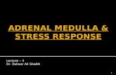 ADRENAL MEDULLA & STRESS RESPONSE