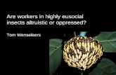 Are workers in highly eusocial insects altruistic or oppressed? Tom Wenseleers