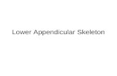 Lower Appendicular Skeleton