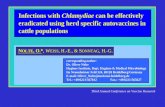 Infections with  Chlamydiae  can be effectively eradicated using herd specific autovaccines in cattle populations