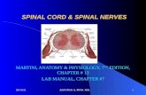 SPINAL CORD & SPINAL NERVES