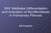 SRF Mediates Differentiation and Activation of Myofibroblasts in Pulmonary Fibrosis