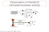 Observation of RecBCD helicase/nuclease activity