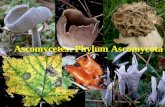 Ascomycetes: Phylum Ascomycota
