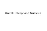 Unit 3: Interphase Nucleus
