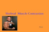 Skeletal  Muscle Contraction