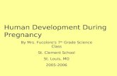 Human Development During Pregnancy