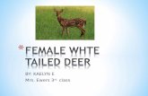FEMALE WHTE TAILED DEER