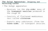The Golgi Apparatus:  Shipping and Receiving Center
