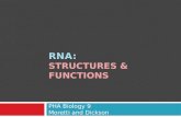 RNA:  Structures & Functions