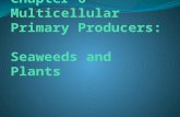 Chapter 6   Multicellular Primary Producers:   Seaweeds and Plants