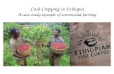 Cash Cropping in  Ethiopia A case study example of commercial farming