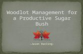 Woodlot Management for a Productive Sugar Bush