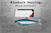 Blueback  Herring Alosa aestivalis