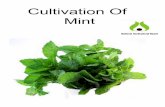 Cultivation Of Mint, NHB
