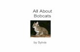 Sylvia - Bobcats