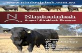 Nindooinbah Bull Sale Catalogue 2012