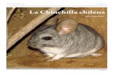 La Chinchilla Chilena