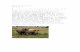 Rhino Poaching research and story ideas