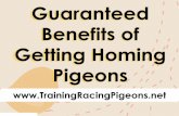 Guaranteed Benefits of Getting Homing Pigeons