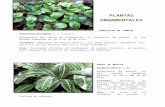 Catalogo Plantas Ornamentales