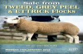 Tweed, Grey Peel & Ettrick Texel Sale Monday 14th January 2013