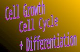 2 Cell Growth, Cycle and Differentiation