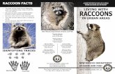 Living with Raccoons in Urban Areas