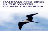 Mammals Around The Waters Of Baja California