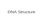 DNA Structure (2)